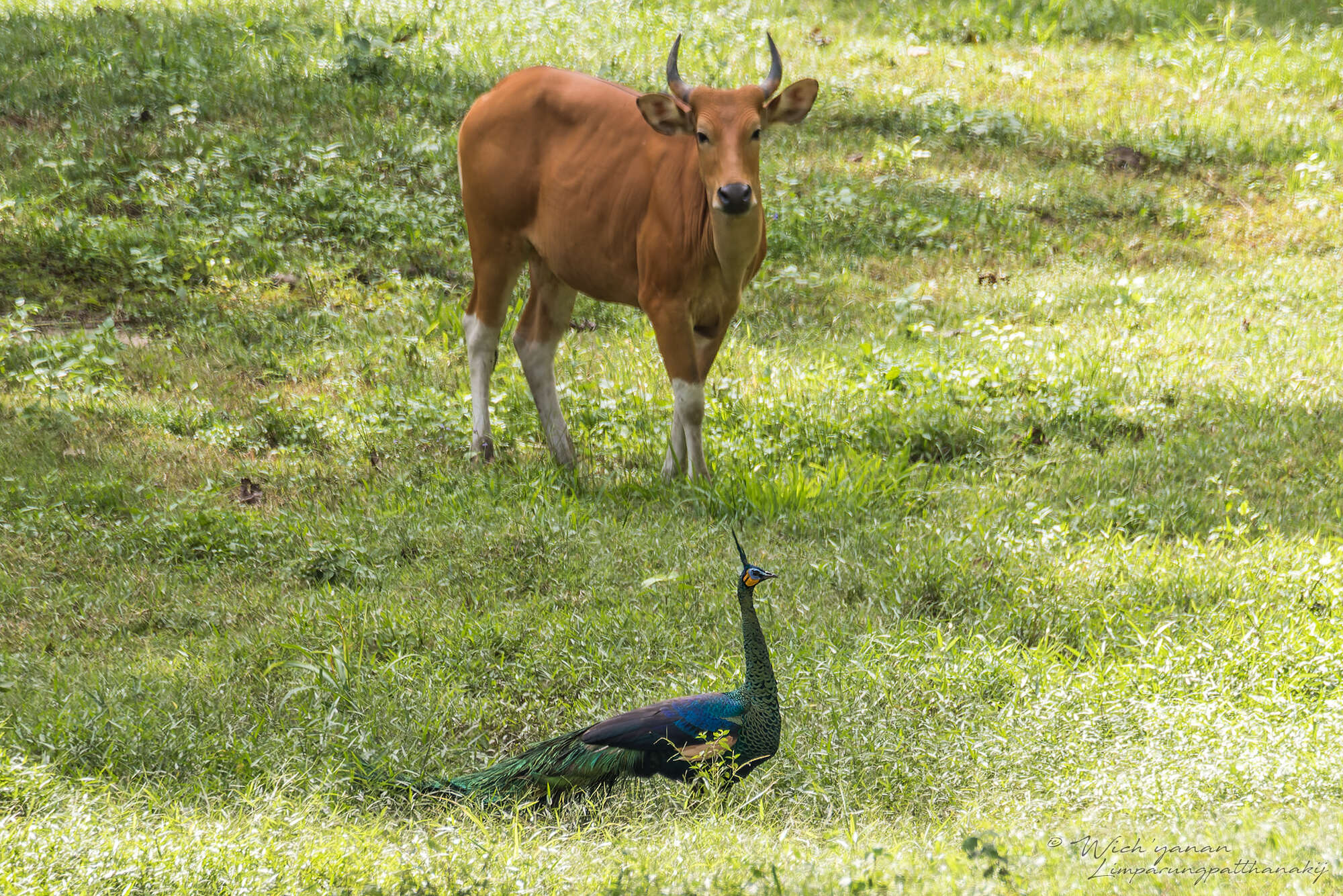 Image of Pavo muticus imperator Delacour 1949