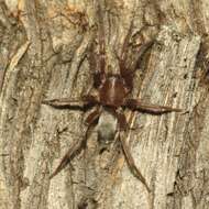 Image of Ground spider