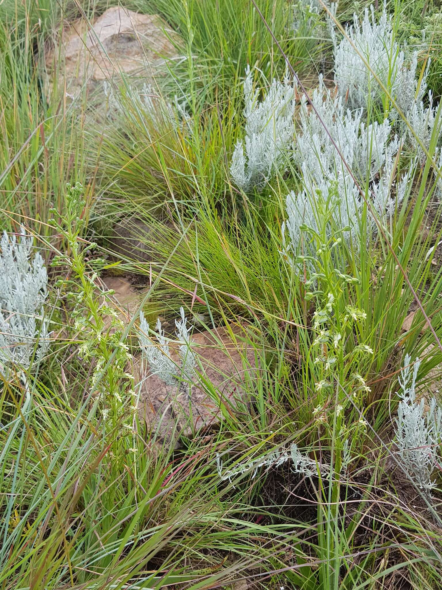 Image of Habenaria galpinii Bolus