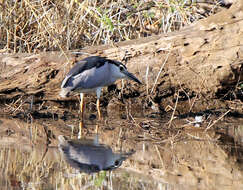 Image of Nycticorax nycticorax nycticorax (Linnaeus 1758)