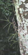 Image of Tridactyle tridentata (Harv.) Schltr.