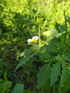 Plancia ëd Physalis acutifolia (Miers) Sandwith