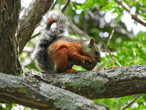 Image of Variegated Squirrel