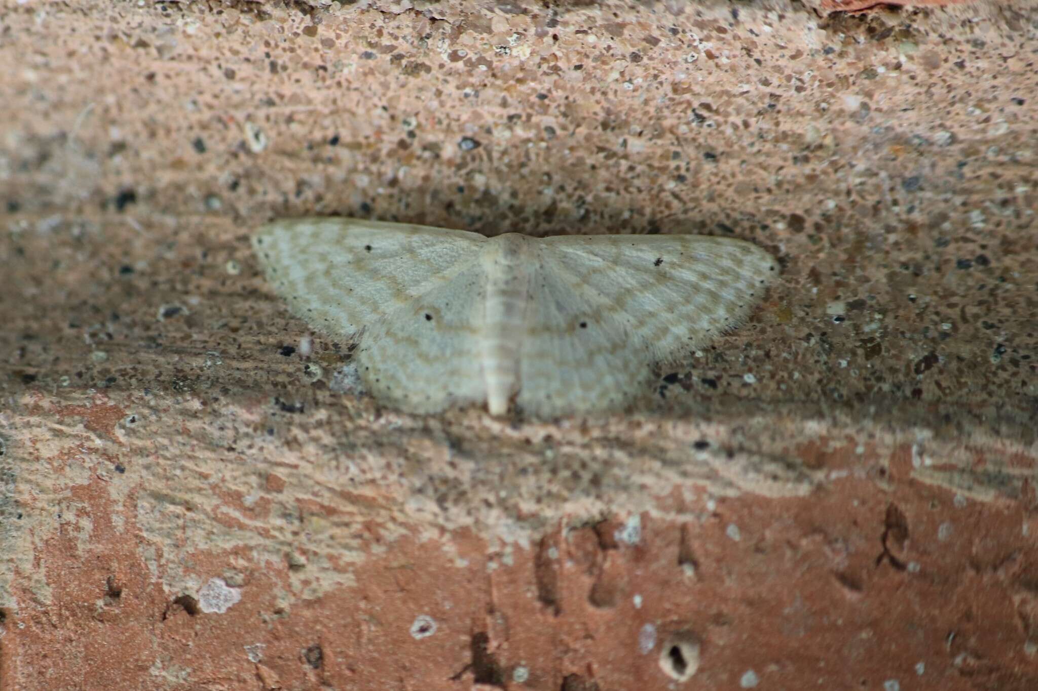 Image of Scopula benitaria Barnes & McDunnough 1913