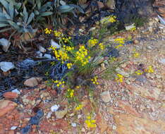 Image of Senecio paniculatus Berg.