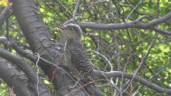 Image of Chilean Flicker