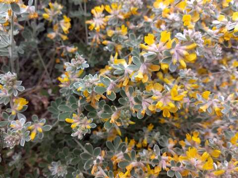 <i>Acmispon argophyllus</i>的圖片