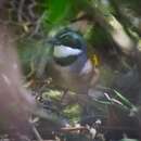 Image of Sierra Nevada Brushfinch