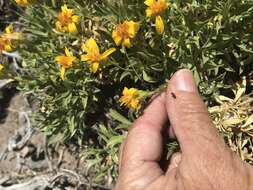 Image of stemless mock goldenweed