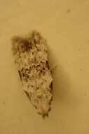 Image of Hypatima harpophora Meyrick 1921