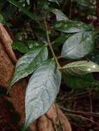 Image of Lasianthus curtisii King & Gamble