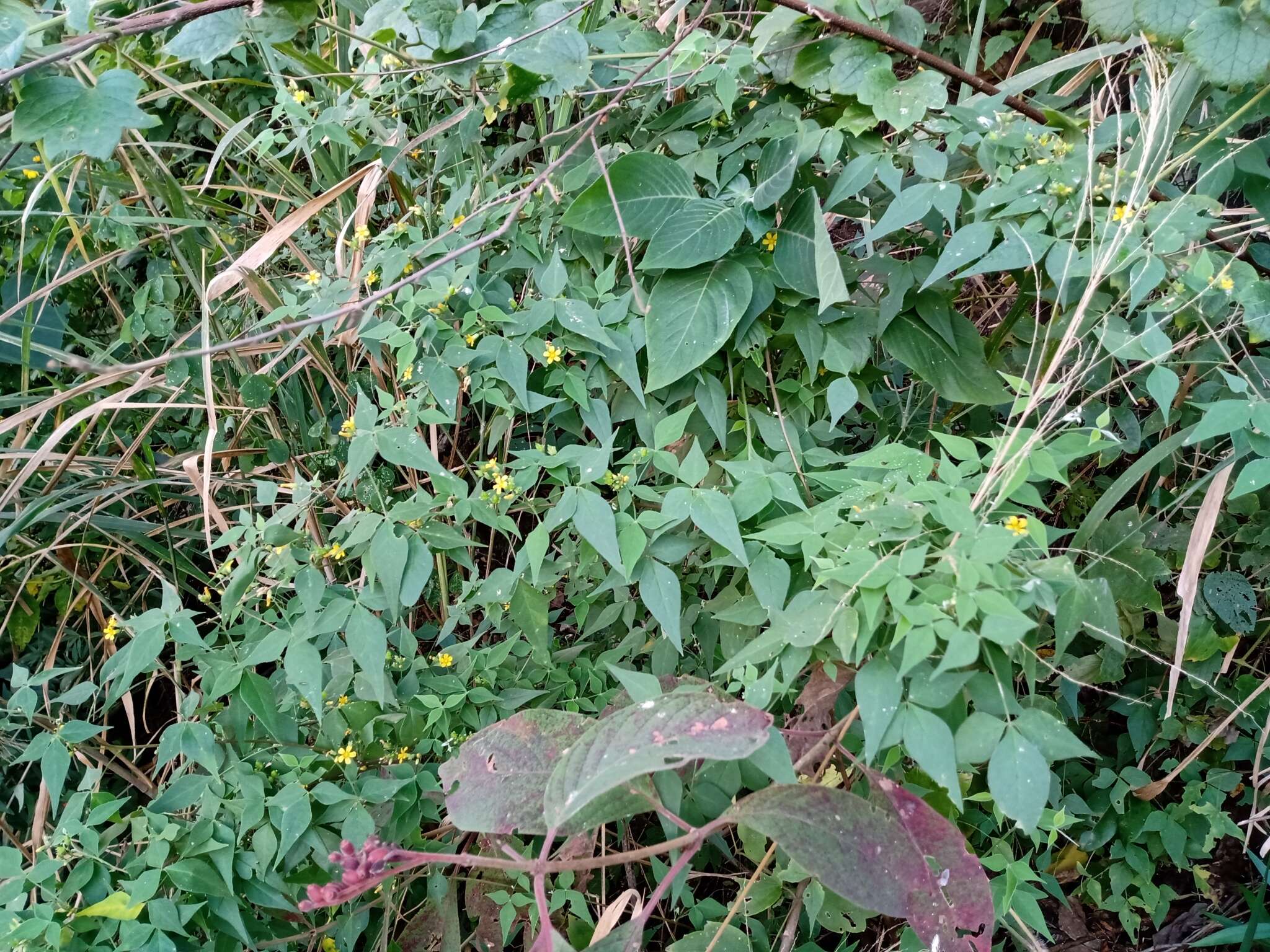 Sivun Oxalis rhombifolia Jacq. kuva