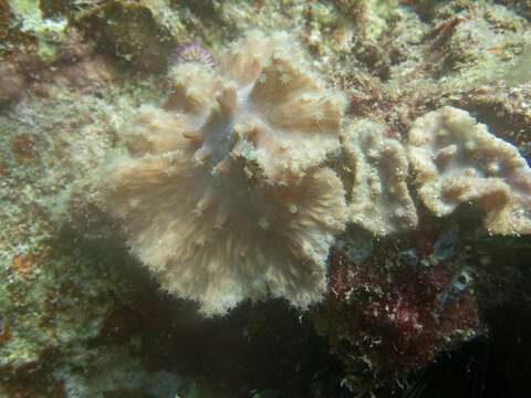 Image of Elephant ear leather coral