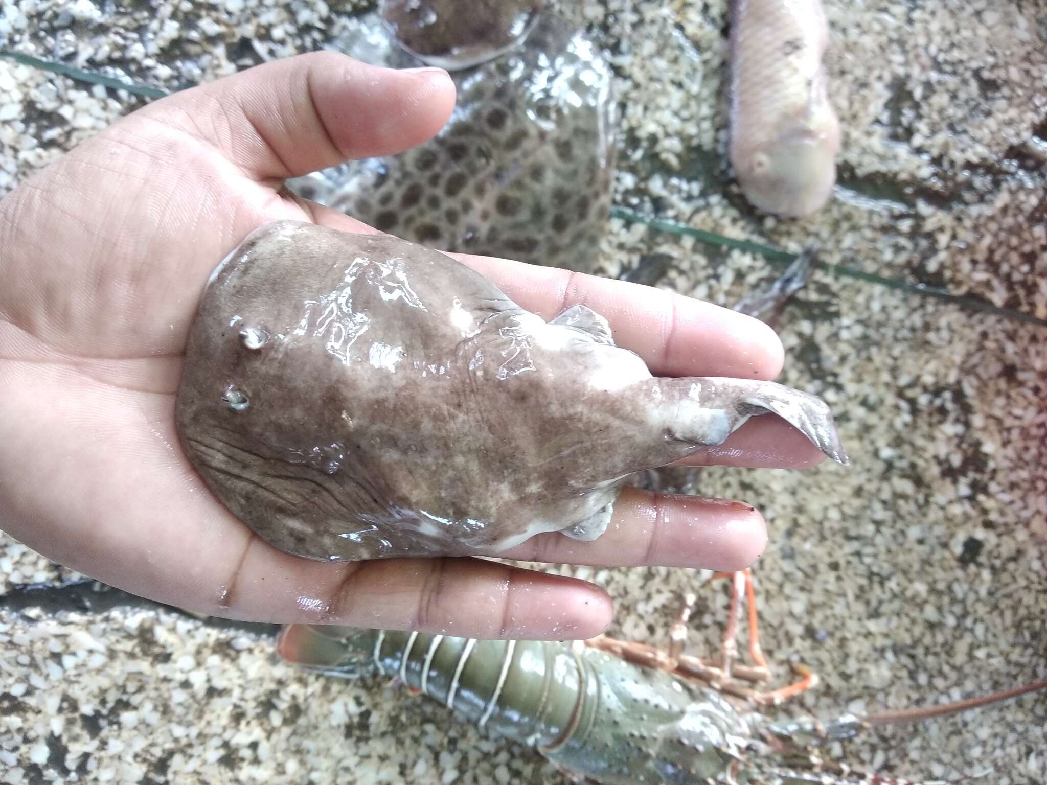 Image of Spottail Sleeper Ray