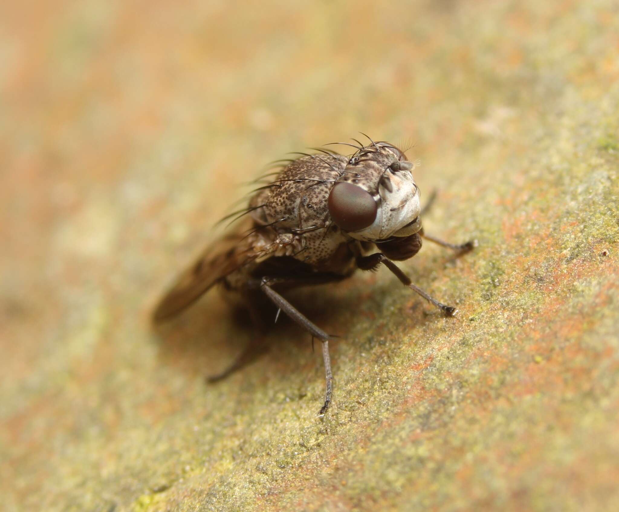 Image of Paralimna punctipennis (Wiedemann 1830)