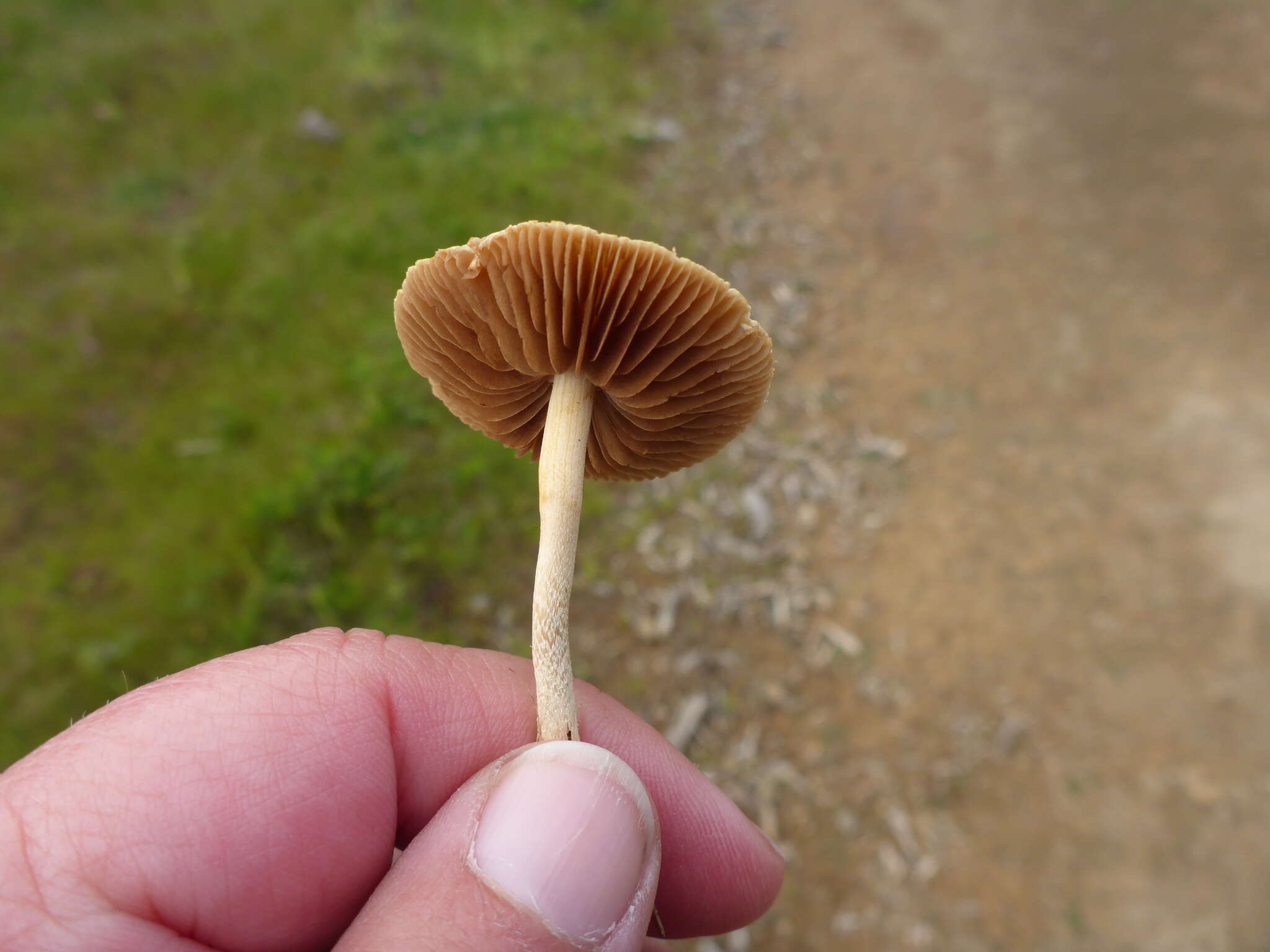 Image of Agrocybe pediades (Fr.) Fayod 1889