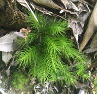 Image of Dendroligotrichum dendroides Brotherus 1905