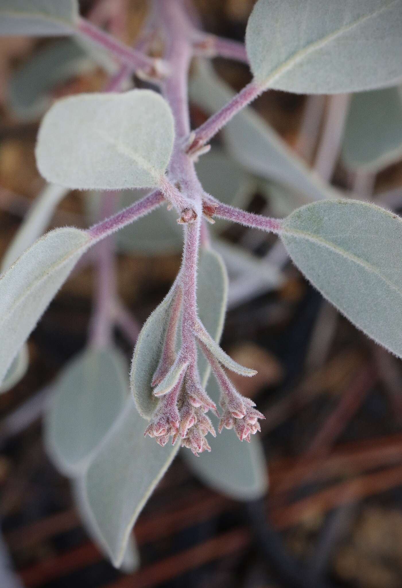 Image of Mallory's manzanita