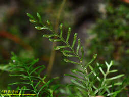 Image of Calymmodon clavifer (Hook.) T. Moore