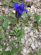 Image of Parry's gentian