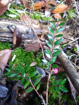 Image of Gaultheria mucronata (L. fil.) E. J. Remy