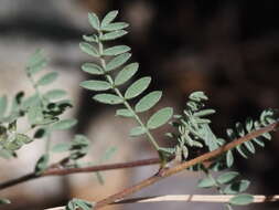 Image of oakwoods prairie clover