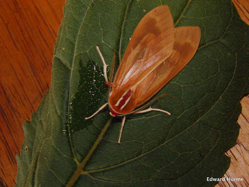 Слика од Amastus coccinator Schaus 1901