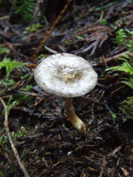 Image of Rhizocybe rhizoides (H. E. Bigelow & Hesler) Vizzini, G. Moreno & P. Alvarado 2015