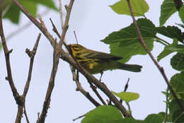 Image of Prairie Warbler