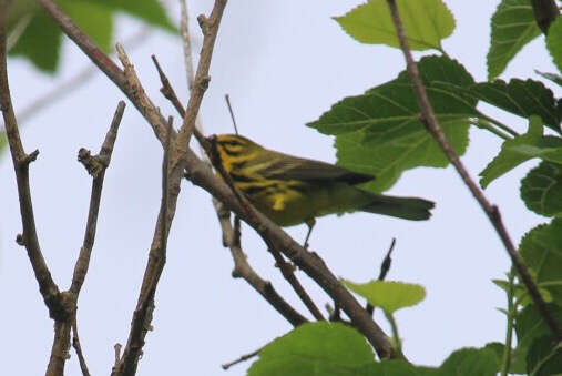 Image of Prairie Warbler