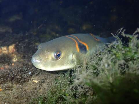 Imagem de Takifugu ocellatus (Linnaeus 1758)