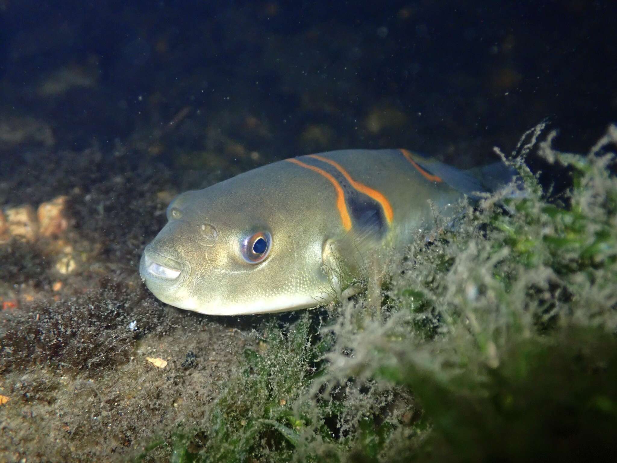 Image of Ocellated Puffer