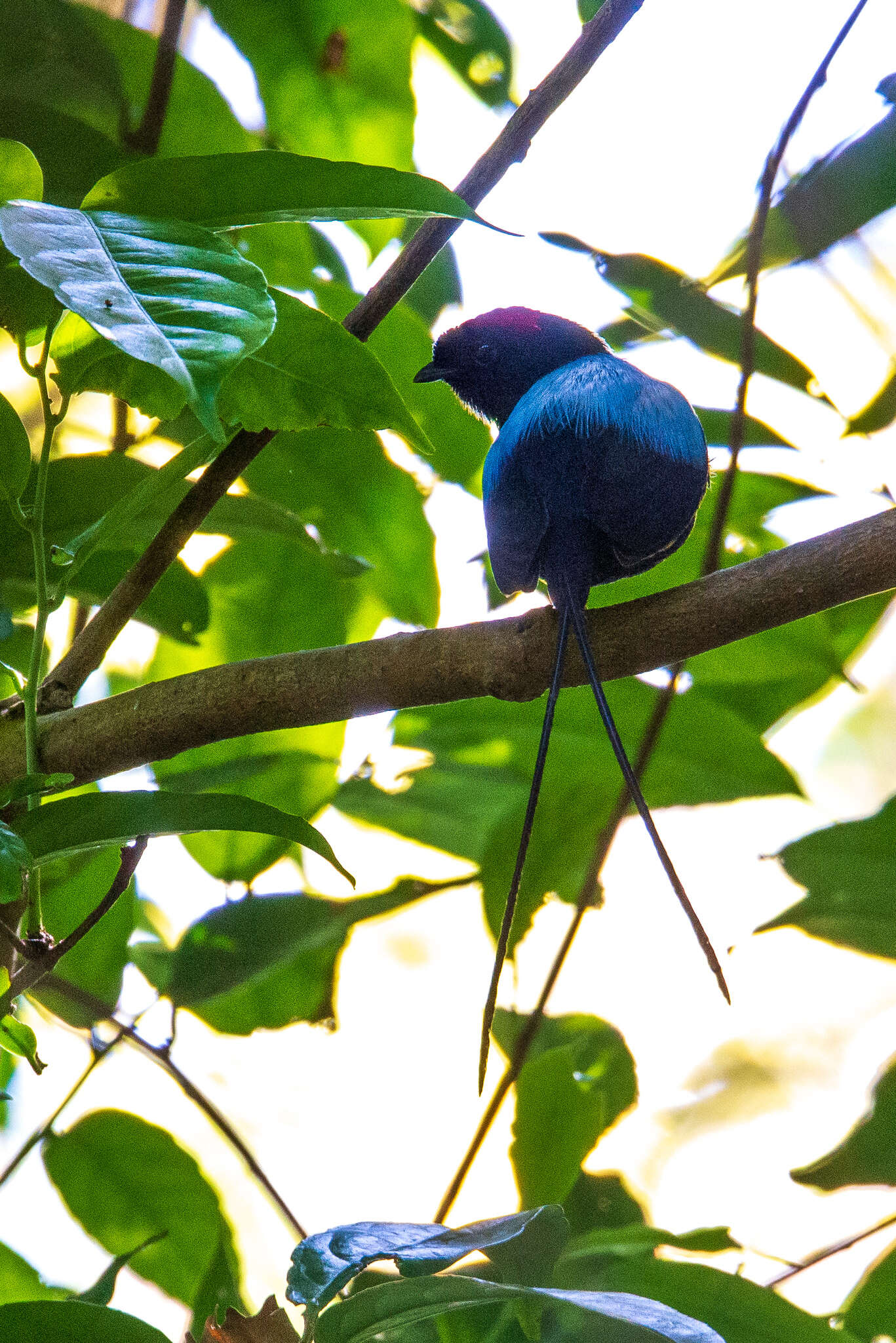 Image of Long-tailed Manakin