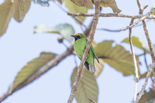 Слика од Chloropsis aurifrons inornata Kloss 1918