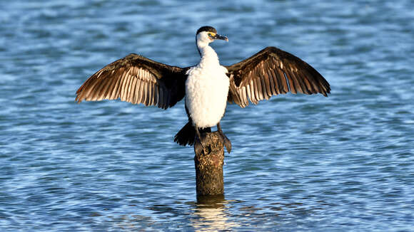 Image of Phalacrocorax varius hypoleucos (Brandt & JF 1837)