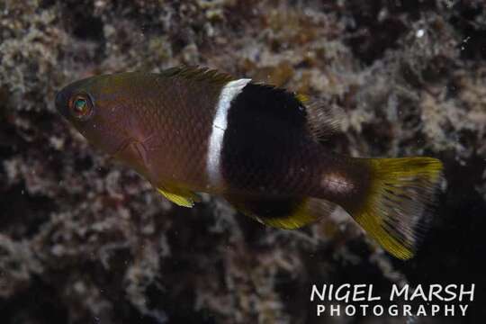 Image of Golden-spot hogfish