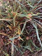 Image of Banksia dallanneyi A. R. Mast & K. R. Thiele