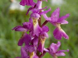 Orchis colemanii Cortesi的圖片