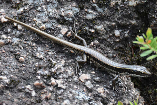 Image of Eastern Water Skink