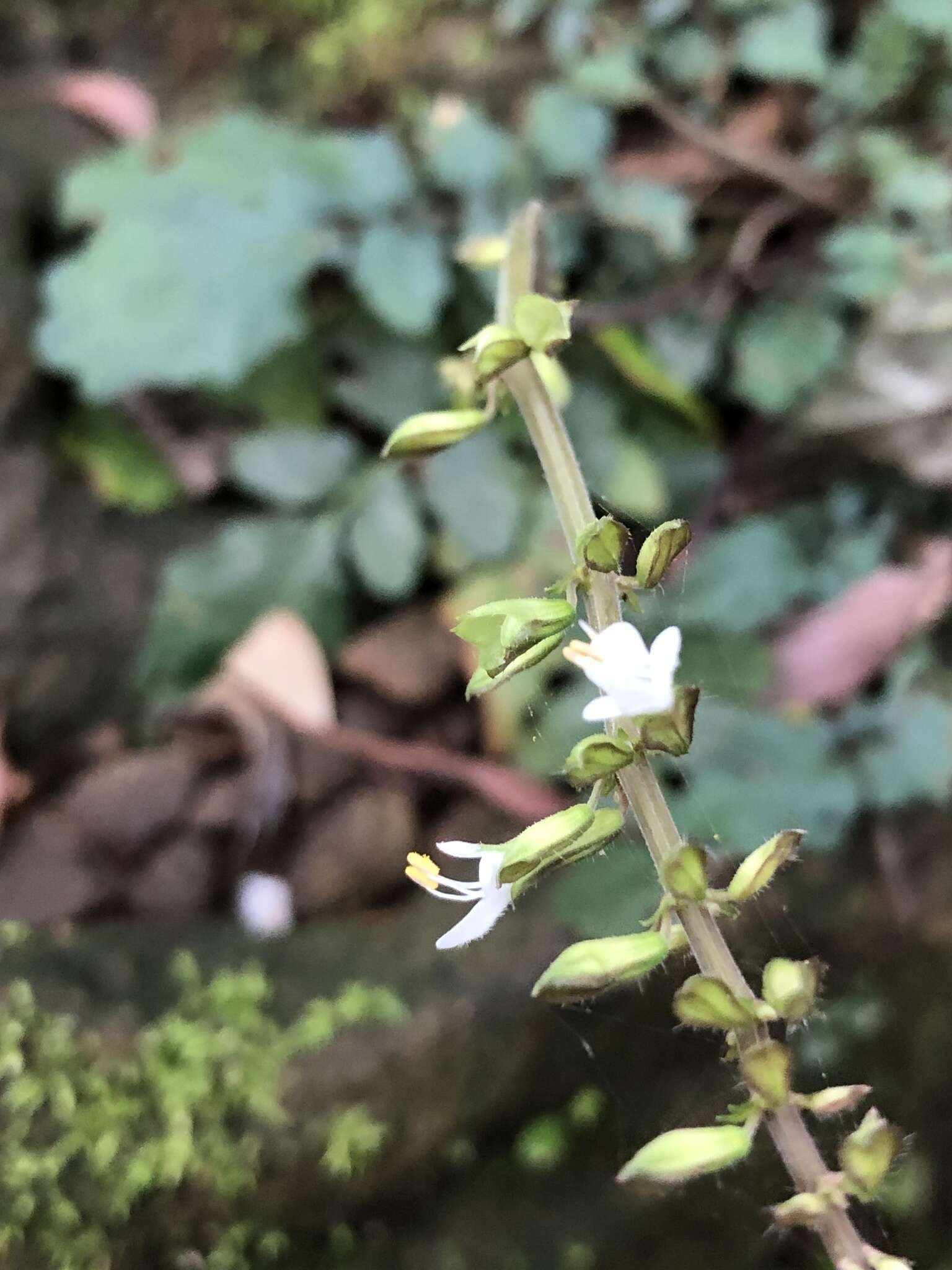 Image of Salvia hayatae Makino ex Hayata