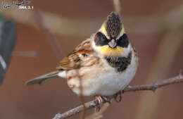 Image of Yellow-throated Bunting