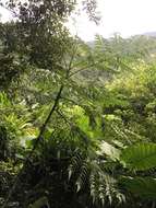 Image de Aralia bipinnata Blanco