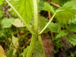 Image of Urtica kioviensis Rogow.