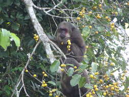 Image of Bear Macaque