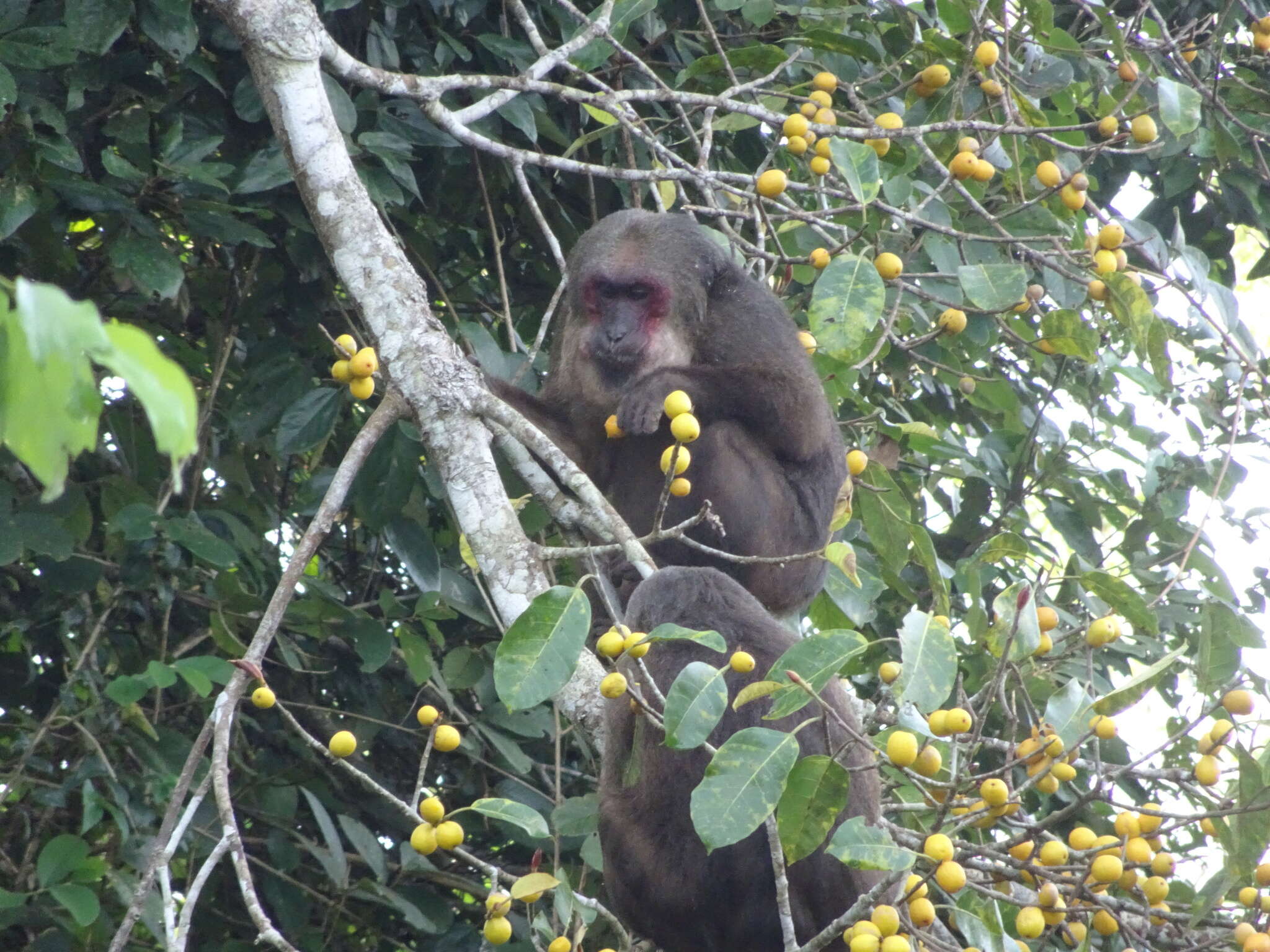 Image of Bear Macaque