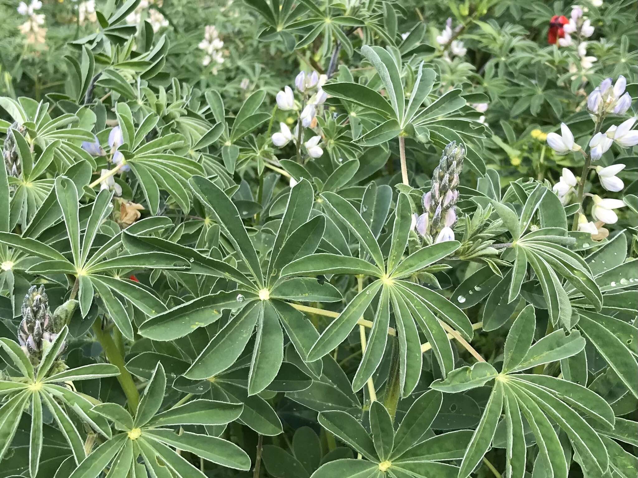 Image of white lupine