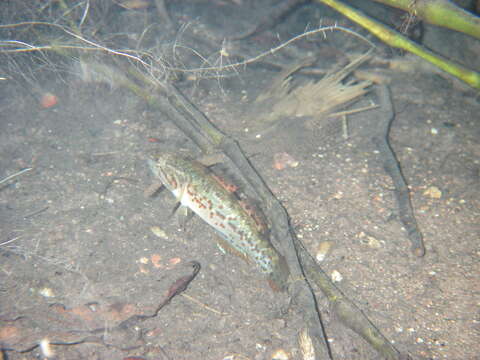 Image of Northern purplespotted gudgeon