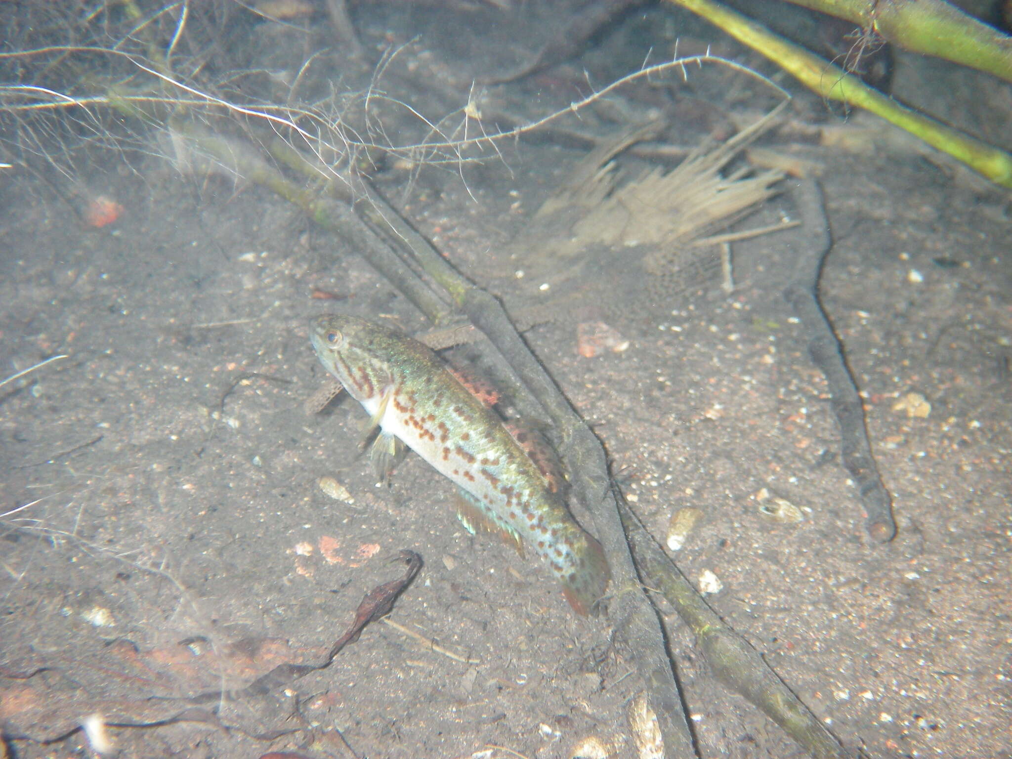 Image of Northern purplespotted gudgeon