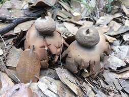 Image of Geastrum berkeleyi Massee 1889