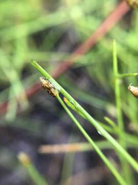 Image of Pale Spike Rush